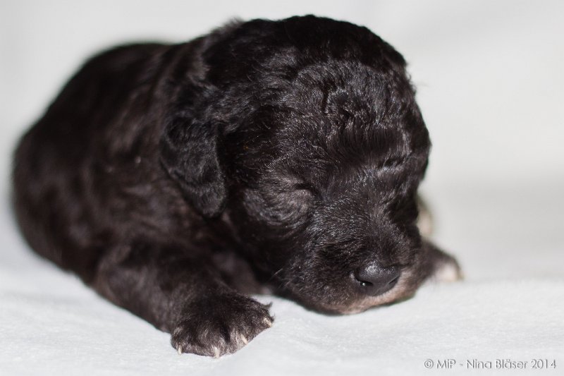 2014-02-18 Welpen Svet & Ruby-1878.jpg - Day 15